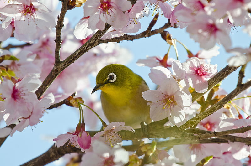 Japanese White-Eye bird, blossom, bird, green, pasari, flower, yellow, spring, pink, japanese white eye, HD wallpaper
