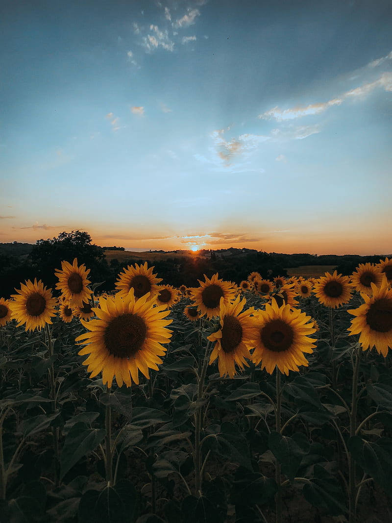 Sunflowers, flowers, yellow, field, sunset, HD phone wallpaper | Peakpx