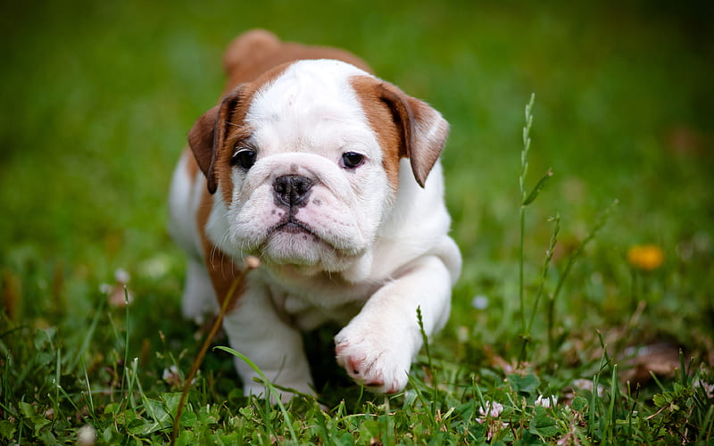 English Bulldog, small puppy, cute animals, green grass small dog, HD wallpaper