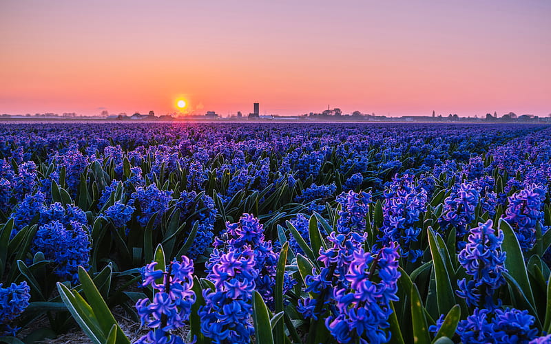 violet hyacinths sunset, beautiful nature, violet flowers, field of hyacinths, beautiful flowers, HD wallpaper