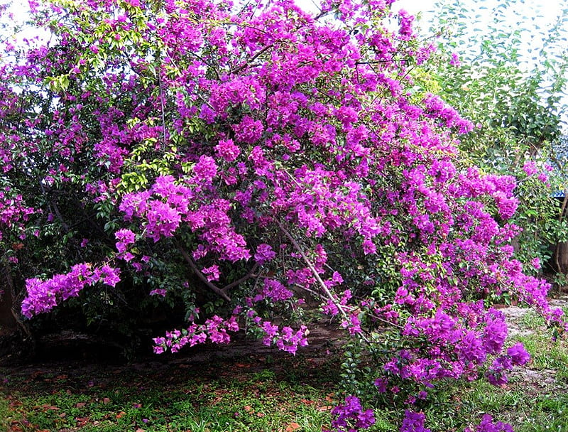 Buganvillas moradas, buganvillas, moradas, flores, plantas, Fondo de  pantalla HD | Peakpx