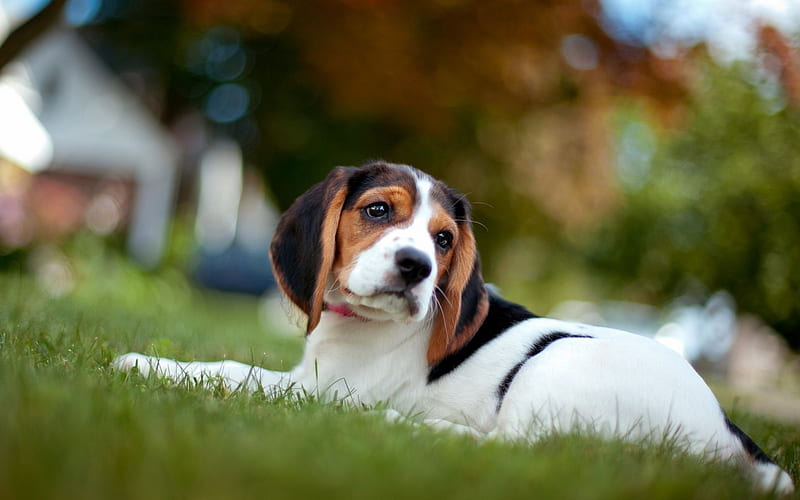 Beagle, lawn, puppy, dogs, bokeh, pets, Beagle Dog, HD wallpaper