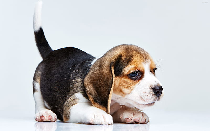 Beagle, puppy, dogs, cute animals, small beagle, pets, Beagle Dog, HD wallpaper