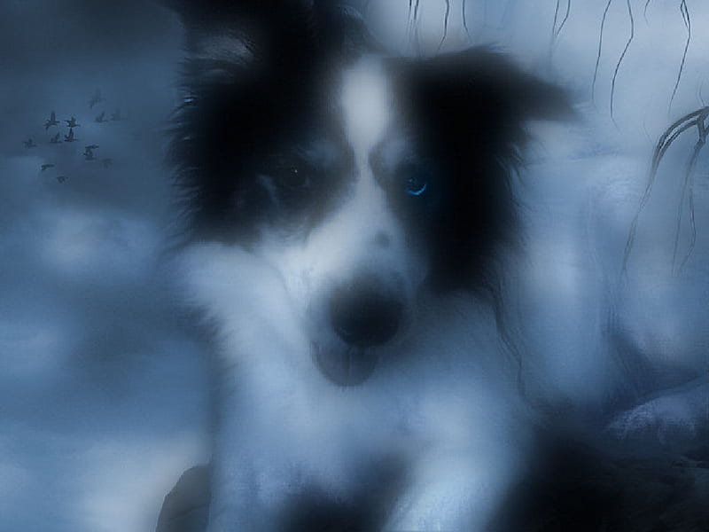 misty high in the mountains, rock, fluffy, black and white, fog, graphy, edit, fur, dog, tobi, dog, starrayne, mist, cute , blue eye, collie, new, wise, HD wallpaper