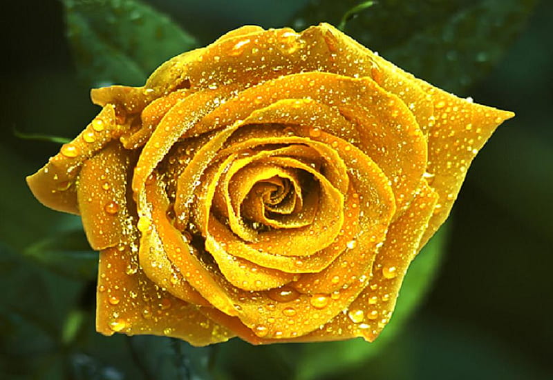Magical rose, pretty, lovely, rose, yellow, bonito, soft, bud, graphy, plants, blossoms, flower, nature, petals, blooms, delecate, HD wallpaper