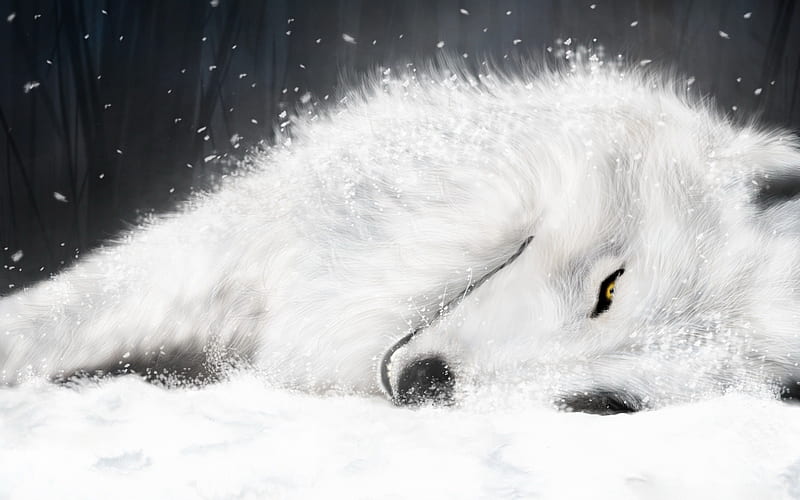 Sleep in the snow and ice on the white fox-Animal World Series, HD wallpaper
