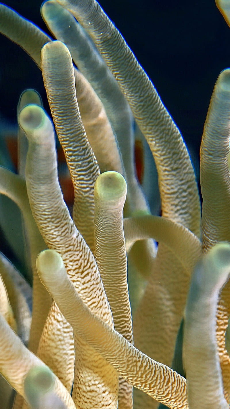 White Corals , sea, animal, nature, HD phone wallpaper