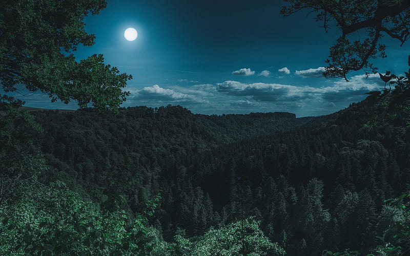 Dark Night Forest View Resolution, , Background, and, Beautiful Night  Forest, HD wallpaper | Peakpx