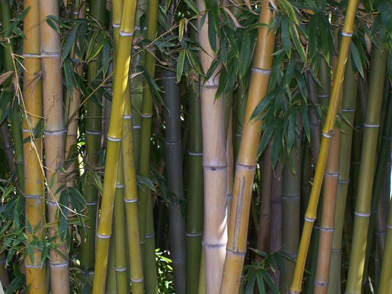 Bamboo stalks, panda plants, plants, bambo, stalks, bamboo, HD wallpaper