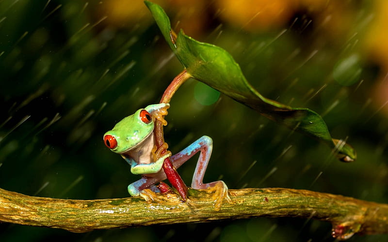Frog, red, green, orange, water drops, rain, animal, leaf, HD wallpaper