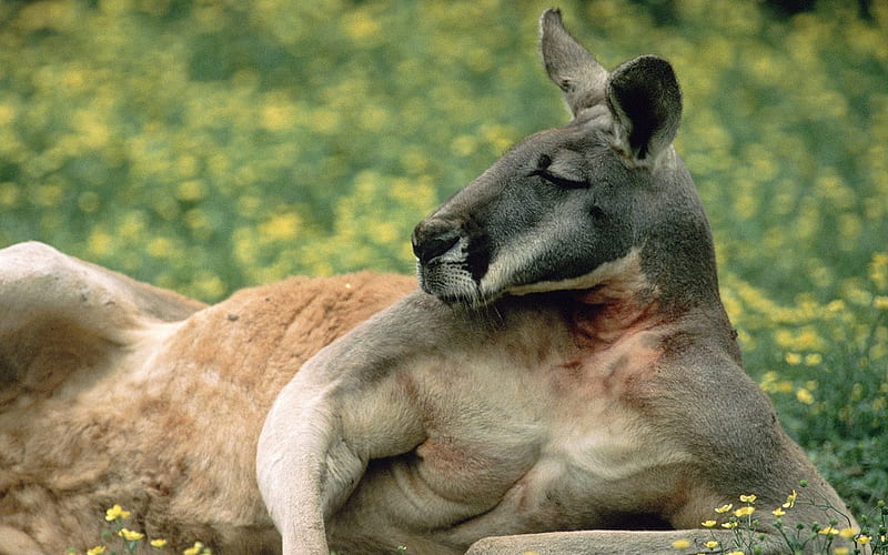 Red Kangaroo Australia, HD wallpaper