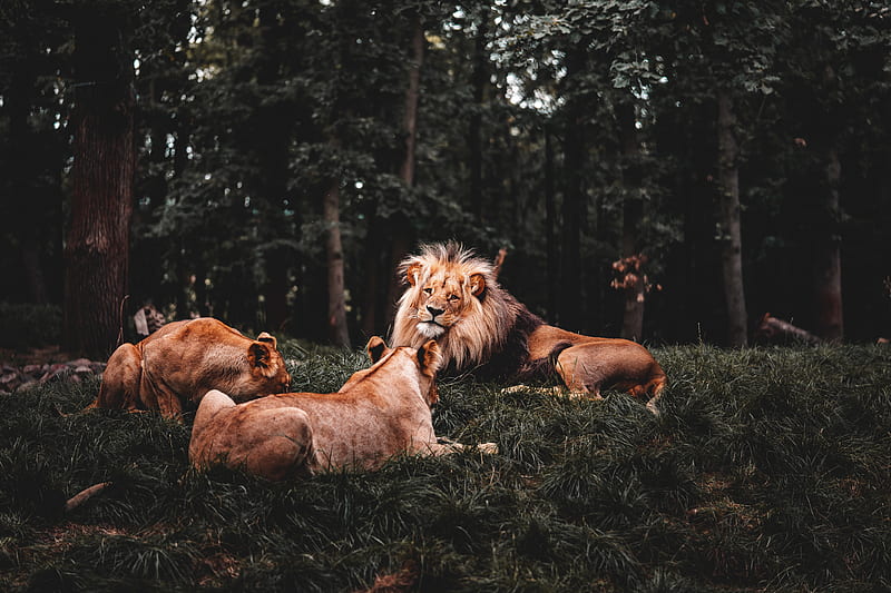 Three Lions Lying Down , lion, animals, HD wallpaper