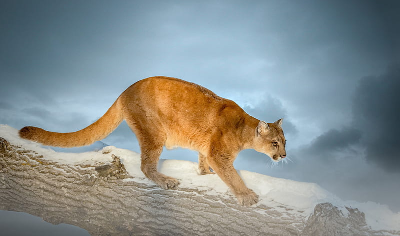 Cats, Cougar, Big Cat, Wildlife, predator (Animal), HD wallpaper