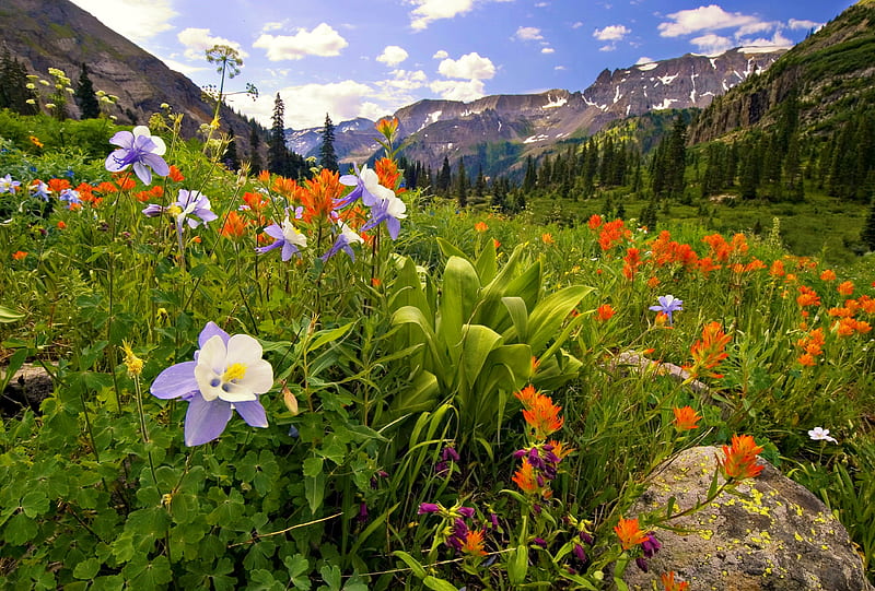 Flores silvestres de montaña, flores silvestres, colinas, montaña,  pendiente, Fondo de pantalla HD | Peakpx