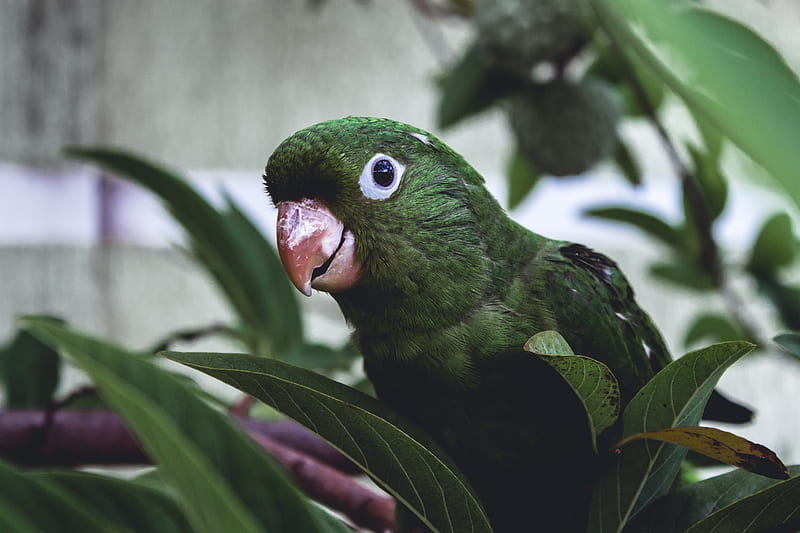 parrot, bird, green, leaves, beak, HD wallpaper