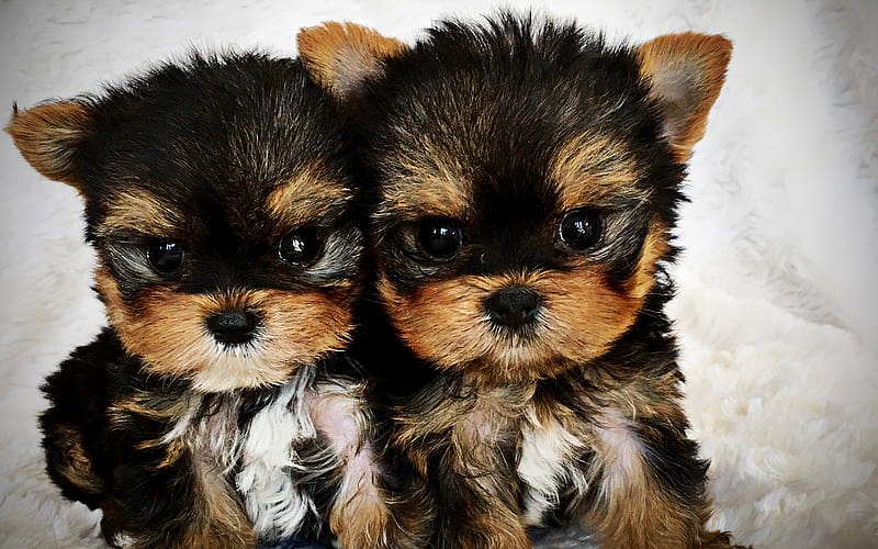 Yorkshire Terrier, puppies, cute dog, twins, Yorkie, close-up, fluffy dog, dogs, cute animals, pets, Yorkshire Terrier Dog, HD wallpaper