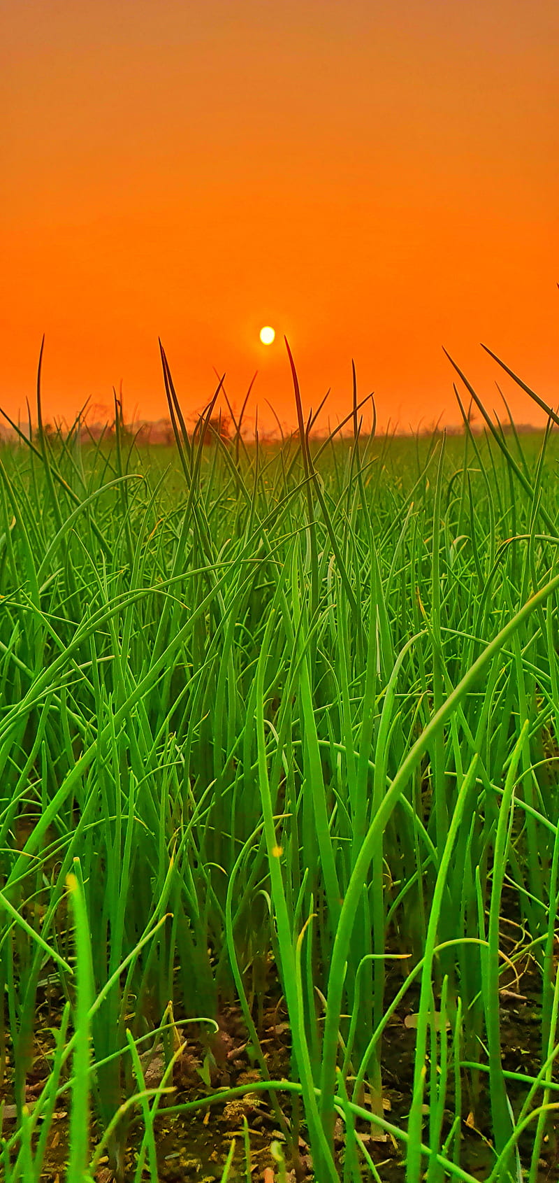 Fields, 2020, bahawalpur, country, flower, grass, sun, HD phone wallpaper