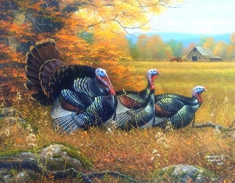 Wild Turkeys in Fall, fall season, autumn, colors, love four seasons, farms, attractions in dreams, trees, turkeys, paintings, nature, fields, HD wallpaper