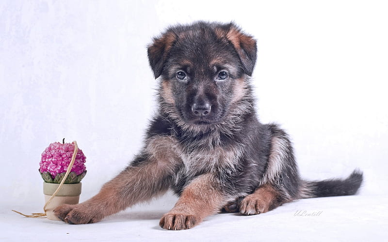 German Shepherd Dog, puppy, small dog, cute animals, dogs, HD wallpaper