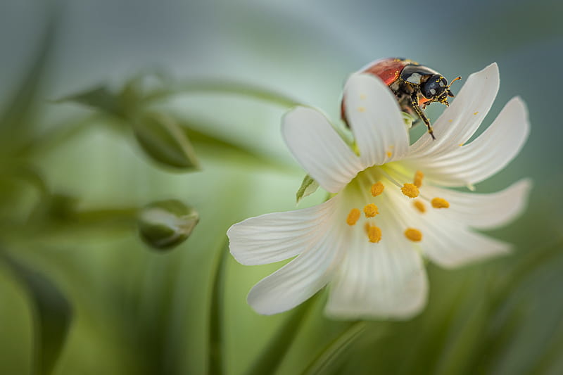Animal, Ladybug, Insect, Macro, White Flower, HD wallpaper