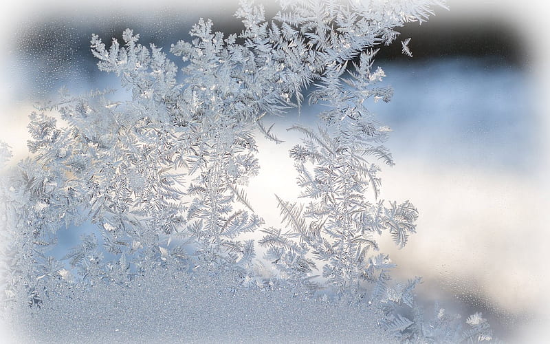 Frost Flowers, Latvia, glass, winter, frost, HD wallpaper