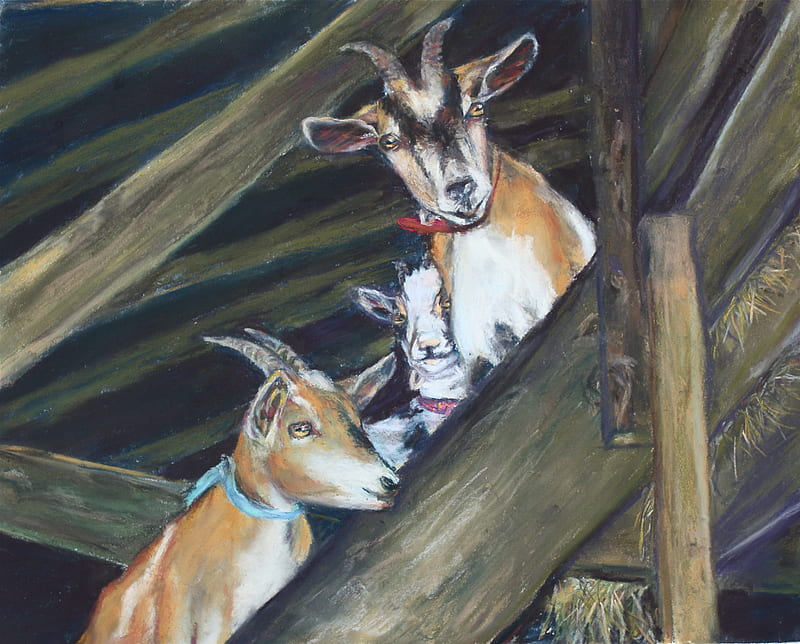 Goats, pastels, farm animals, barn, HD wallpaper