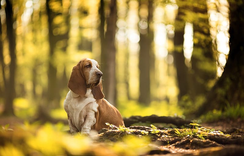 Nature, Dogs, Forest, Dog, Animal, Depth Of Field, Basset Hound, HD wallpaper