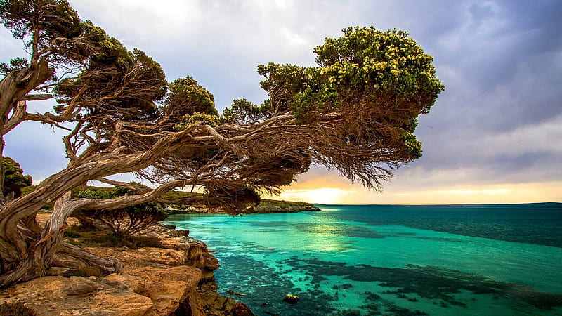 Coastal Tree, Port Lincoln South Australia, tree, port, australia, nature, coastal, lincoln, sea, HD wallpaper