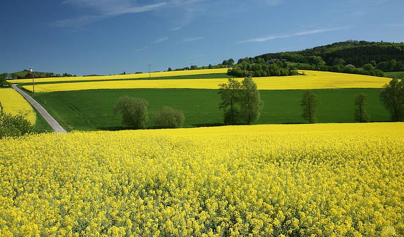 Rapeseed-field, flowers, yellow, nature, fields, carpet, landscape, HD wallpaper