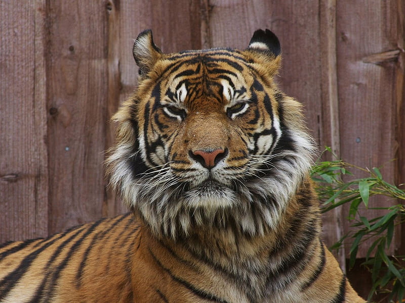 Poor eyesight Tiger, cute, strong, tiger, cat, strange look, HD wallpaper