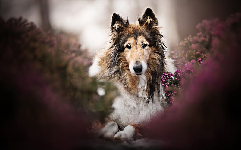Rough Collie, dogs, pets, dog in forest, bokeh, cute animals, Rough Collie Dog, HD wallpaper