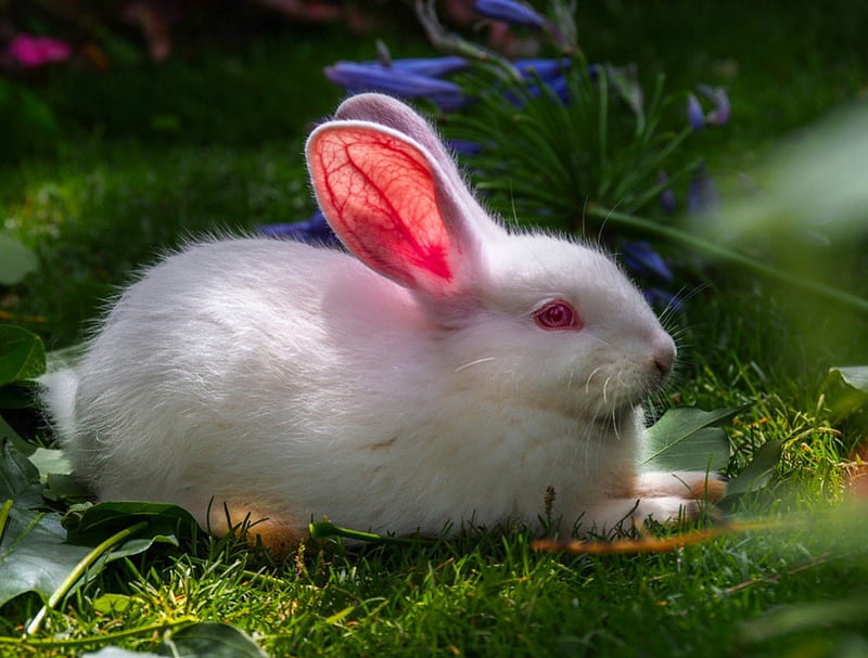 White rabbit, cute, pet, rabbit, white, ear, HD wallpaper