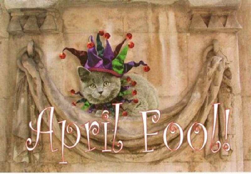 Kitty's April Fool, joker, gray, kitty, jester, HD wallpaper