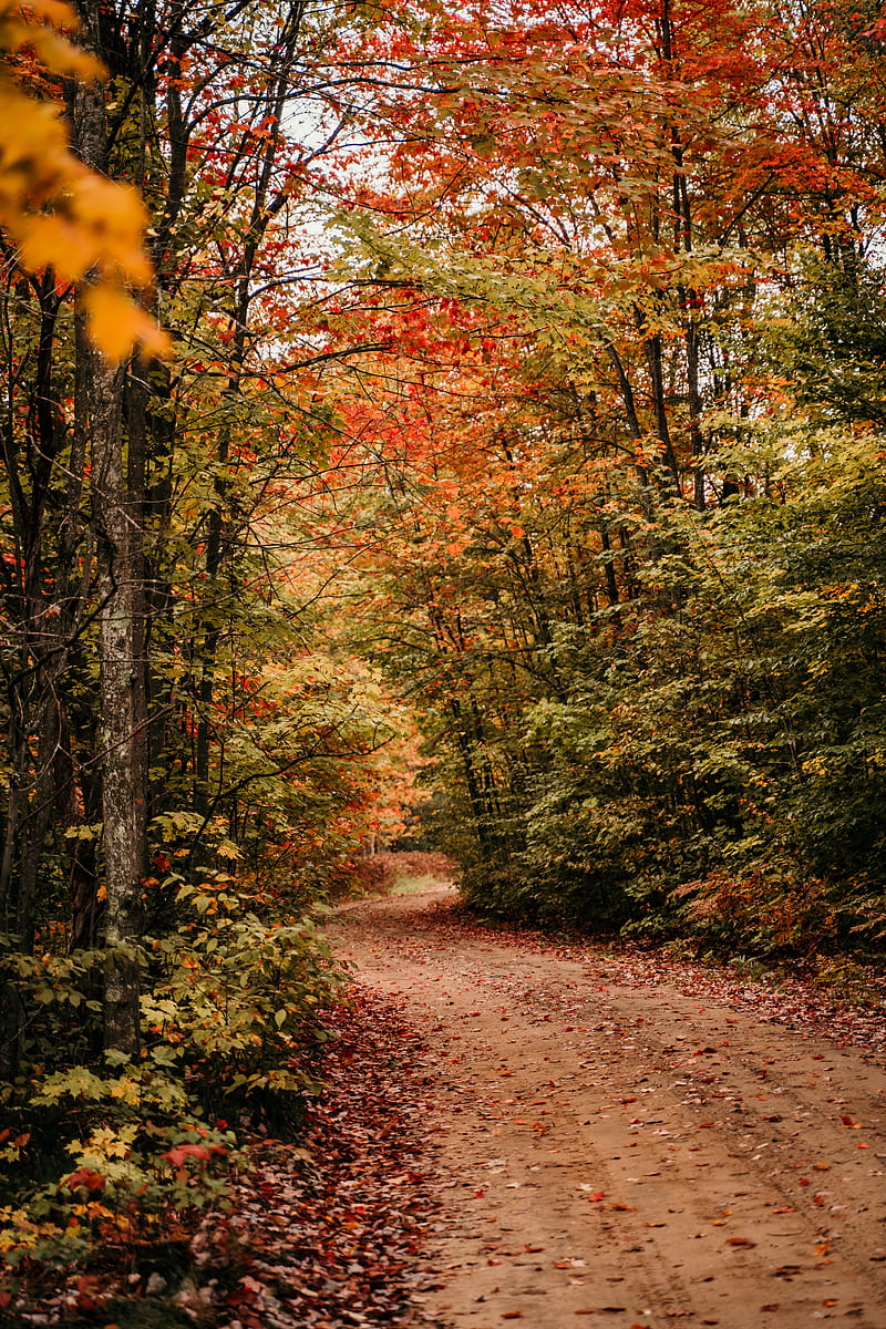 Path, autumn, trees, forest, HD phone wallpaper | Peakpx
