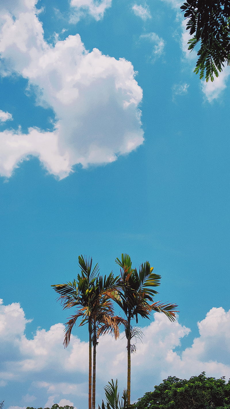 Blues, aesthetic, blue, clouds, dracieln, palmtree, portrait, skies, sky,  HD phone wallpaper | Peakpx