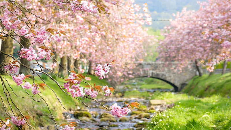 Cherry Blossom, sakura, japan, blossom, japanese, flowers, nature, spring, cherry, HD wallpaper