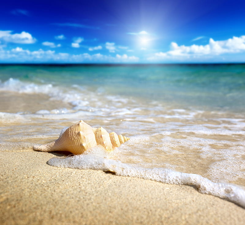 Summer Beach Sky Sea Beach Seashell Sand Splendor Paradise Shell Summer Hd Wallpaper 5964