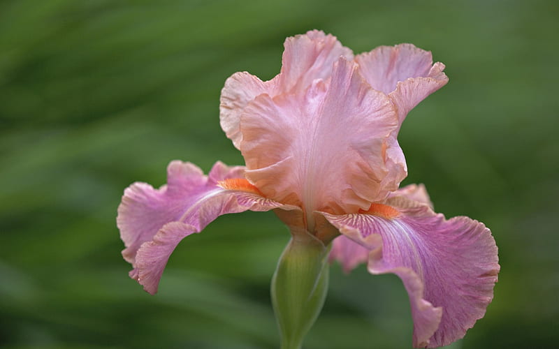 hybrid iris-flowers, HD wallpaper