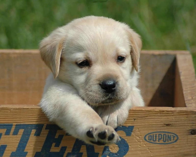 Are you taking me home?, grass, box, wooden crate, dog, labrador puppy, HD wallpaper