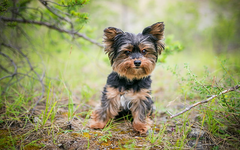 Yorkshire terrier, little puppy, cute animals, pets, dogs, decorative breeds of dogs, HD wallpaper