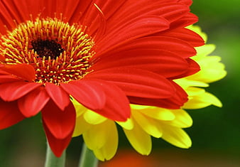 daisy flower meaning in bengali