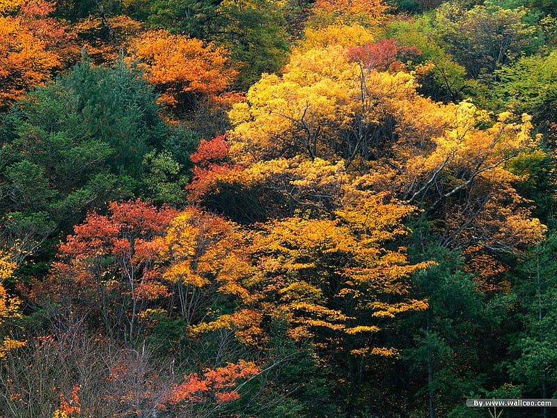 Forest in China, nature, forests, china, HD wallpaper | Peakpx