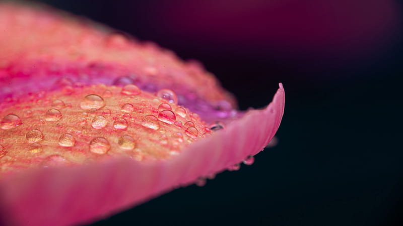Pink Flower Petal With Water Drops In Black Background Nature, HD wallpaper
