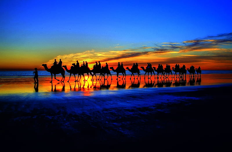 Beach Camel Convoy, vivid, fiery, bold, silhouettes, bonito, sunset, sky, train, camels, blue, HD wallpaper