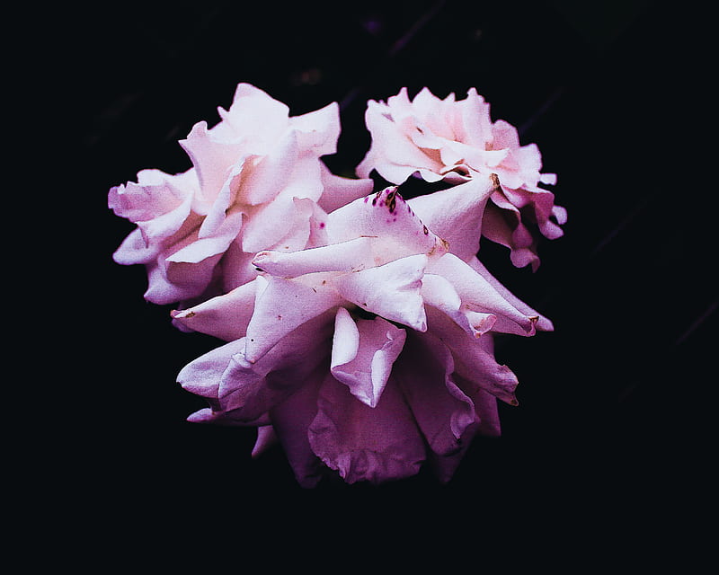 full bloom pink and purple flowers, HD wallpaper