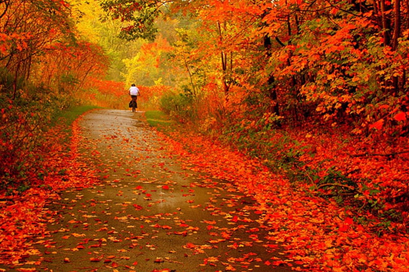 Walking Through Autumn's Glory, fall, fall leaves, autumn, autumn leaves, fall trees, autumn trees, autumn colors, fall forest, orange tree, red tree, fall colors, autumn forest, HD wallpaper