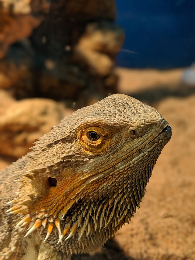 Bearded Dragon, lizard, reptile, HD phone wallpaper | Peakpx