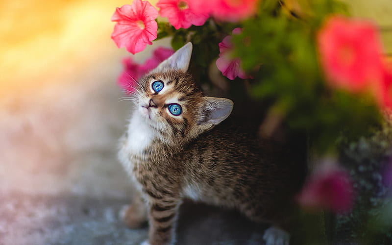 gray kitten, blue eyes, pets, cute little animals, cats, flowers, HD wallpaper