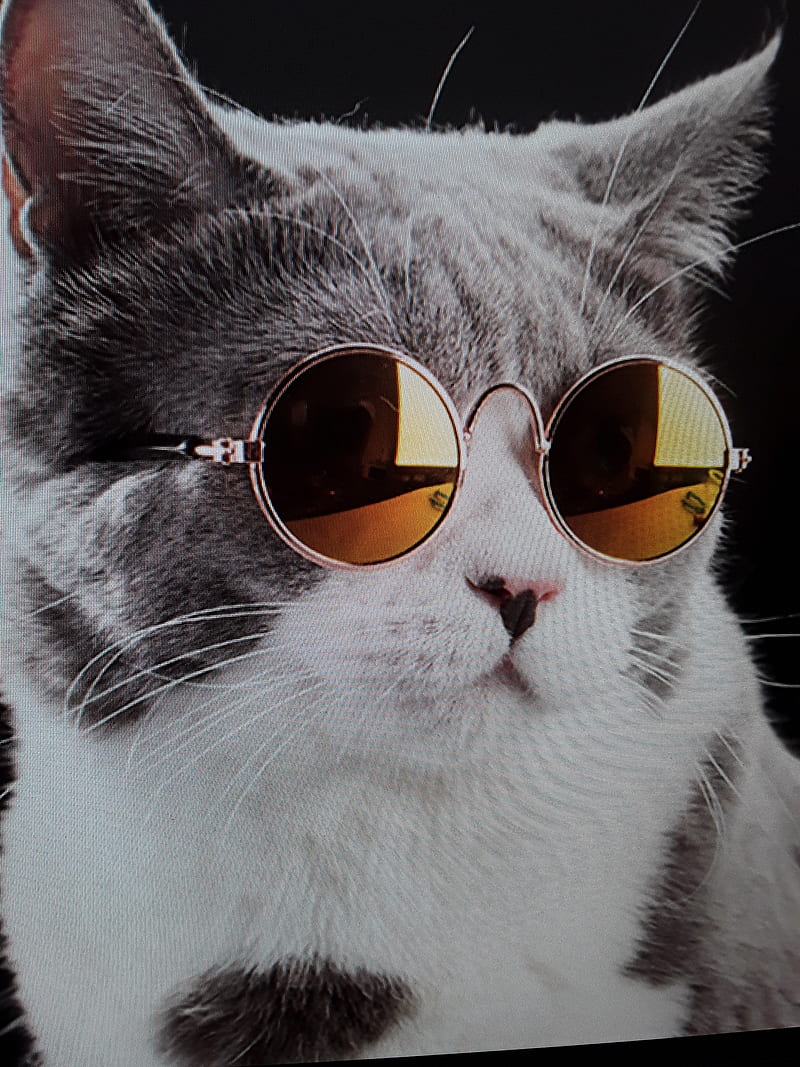Cool cat, glasses, HD phone wallpaper