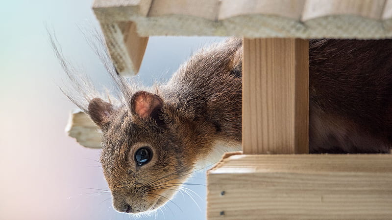 Brown Squirrel Is Looking Down From Wooden House Squirrel, HD wallpaper